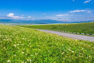 blooming meadows in the hills on a sunny day