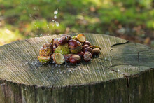 Chestnuts Laid On A Tree Stump. Water Falls On The Chestnuts From Above And Sprays To The Sides.
