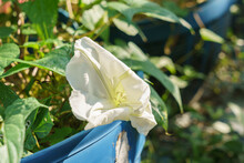 Ipomoea Alba (tropical White Morning-glory) Flower