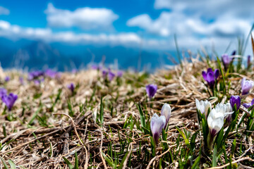 Snowdrops on the top of the mountain, Friuli-Venezia Giulia, Italy