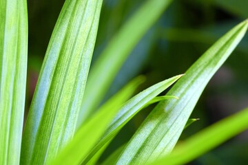 Wall Mural - close up green leaves in the garden, suitable for nature concept.