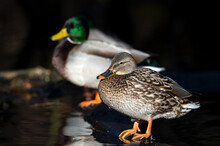 Selective Focus Of An Adorable Brown Duck Perching On Wood In The Lake In The Park