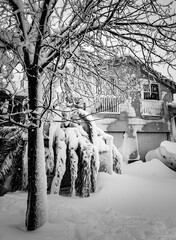 Sticker - Vertical grayscale shot of a tree covered in snow near the house in winter