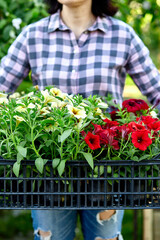 Wall Mural - Florist hold box full of petunia flowers.