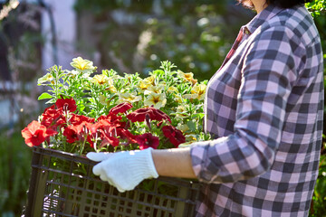 Wall Mural - Florist hold box full of petunia flowers.