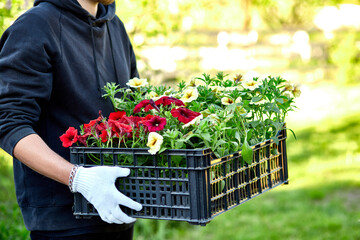 Wall Mural - Gardener is carrying flowers in crate at shop.