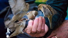 Close Up Of Hand Feeding Birds In The Park