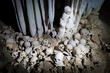 Skulls in cannibal skull cave in Papua New Guinea 