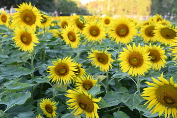  Fresh Sunflower blooming in the morning sun shine with nature background in the garden, Thailand.