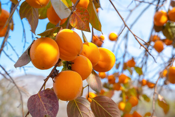 Ripe orange persimmons hang on thin branches of exotic fruit tree in garden against blue sky on sunny autumn day closeup