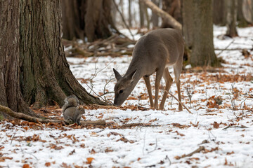 Wall Mural - eastern gray squirrel and white tailed deer in the park.