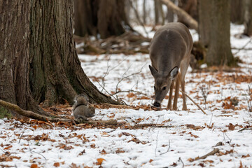 Wall Mural - eastern gray squirrel and white tailed deer in the park.