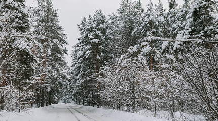 Canvas Print - Landscape of a snow-covered pine forest in a snowfall