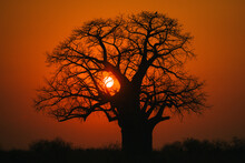 Baobab Tree On A Beautiful African Sunset