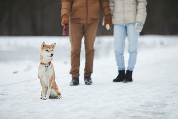 Wall Mural - Portrait of elegant Shiba dog posing outdoors in winter with unrecognizable people in background, concept of couple walking dog in forest, copy space