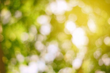 Wall Mural - natural bokeh background with light leak.