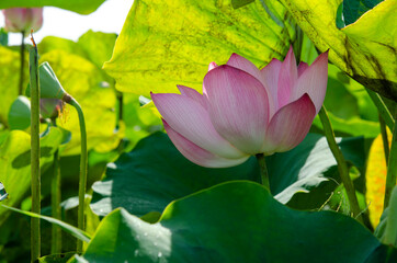 Wall Mural - Beautiful pink lotus flower in blooming with green leaves as background