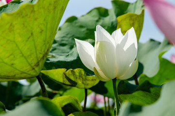 Wall Mural - Lotus flower blooming in summer pond with green leaves as background