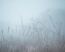 Marsh Rushes Free Stock Photo - Public Domain Pictures