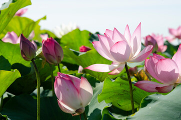 Wall Mural - Beautiful pink lotus flower in blooming with green leaves as background