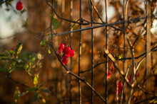 Autumn Red Rosehips In The Countryside Of Worcestershire UK