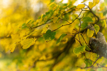 Golden Autumn leaves in the countryside of Worcestershire UK