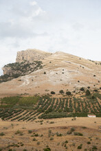 Rocky Landscape With Olive Trees On The Hillside