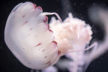 Wall Mural - Blurry white colored jelly fishes floating on waters with long t