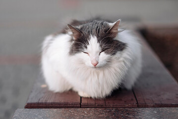 White cat is sitting outside, Fluffy white cat, homeless cat concept