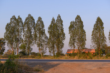 Wall Mural - empty country road near the city in Thailand. Trees on the left, meadows on the right