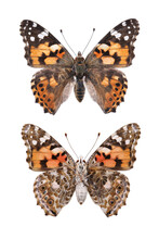 Butterfly -  The Painted Lady (vanessa Cardui) Isolated On White