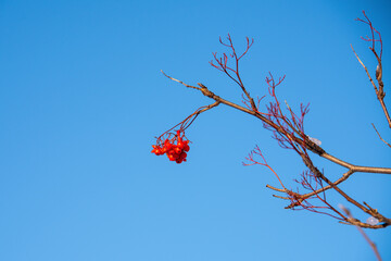 Wall Mural - red berries on a branch