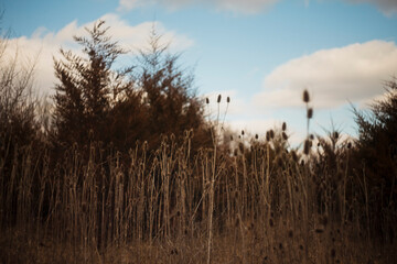 Wall Mural - Dried thistle plants in foreground of a meadow with a blue sky