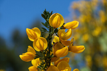 Close up view of yellow Retamas in spring season, Patagonia, Argentina