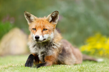 Close up of a red fox lying on green grass