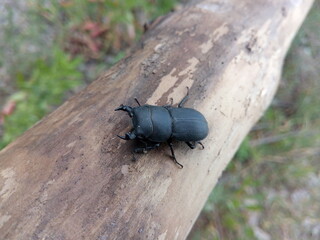 beetle
