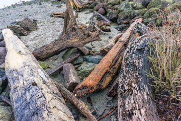 Wall Mural - Shoreline Driftwood Still Life
