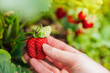 Gardening and agriculture concept. Female farm worker hand harvesting red fresh ripe organic strawberry in garden. Vegan vegetarian home grown food production. Woman picking strawberries in field.