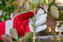 A Man With A Protective Glove Holds A Cut Branch Of A Rose With Thorns, The Gloves Protect Against Injury