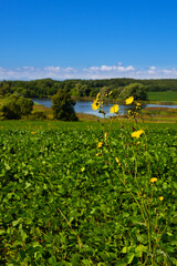 Wall Mural - Landscape with a view of the field and wildlife from behind