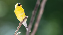 American Goldfinch Perched On A Slender Tree Branch