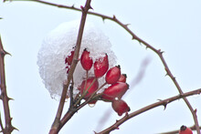 Red Fruit Of A Rose Hip In Winter Time With Snow, Ice And Icicles Shows Thawing In December After Snow Fall With Melting Ice, Melting Snow And Water Drops On The Winter Fruit