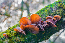 Edible Mushrooms Known As Wood Ear, Jews Ear Or Jelly Ear (Auricularia Auricula-judae) In Autumnal Forest.