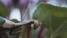 Mantis Resting On Leaves Of Plant In Garden. - Macro