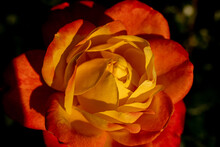 Two Tone Orange Yellow Rose Close Up