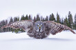 © JUAN CARLOS MUNOZ - CARABO LAPON - GREAT GREY OWL (Strix nebulosa)