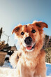 © Ana - Close-up of a mongrel dog on the snow. Animal concept. Winter concept.