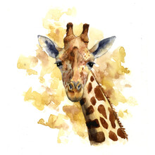 Watercolor Drawing Head Of Giraffe With Color Spots