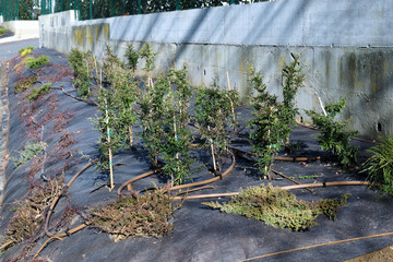 biogiardination, planting of a slope against earth erosion