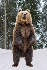 Wall Mural - close-up brown bear standing on his hind legs in the winter forest